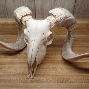Ram Skull with horns European mount